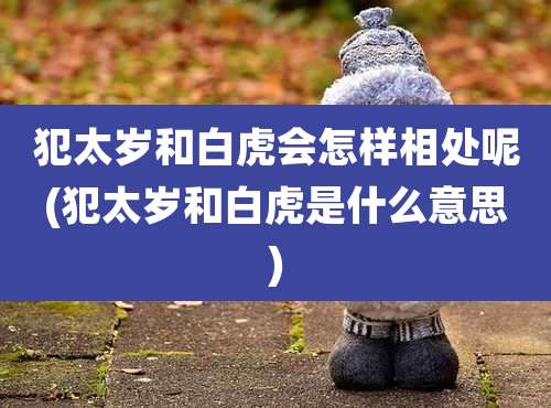 犯太岁和白虎会怎样相处呢(犯太岁和白虎是什么意思)
