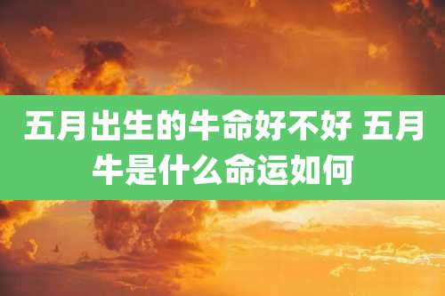五月出生的牛命好不好 五月牛是什么命运如何