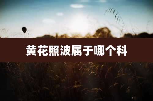 黄花照波属于哪个科