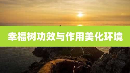 幸福树功效与作用美化环境