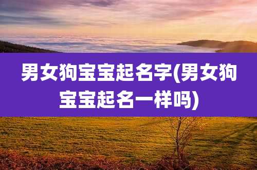男女狗宝宝起名字(男女狗宝宝起名一样吗)