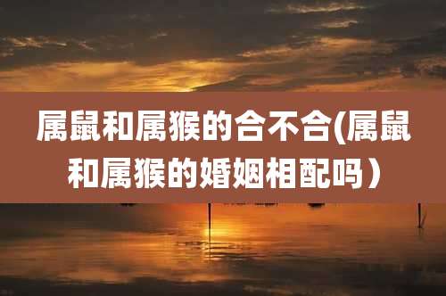 属鼠和属猴的合不合(属鼠和属猴的婚姻相配吗)