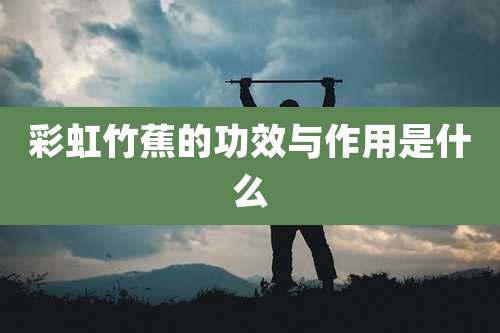 彩虹竹蕉的功效与作用是什么