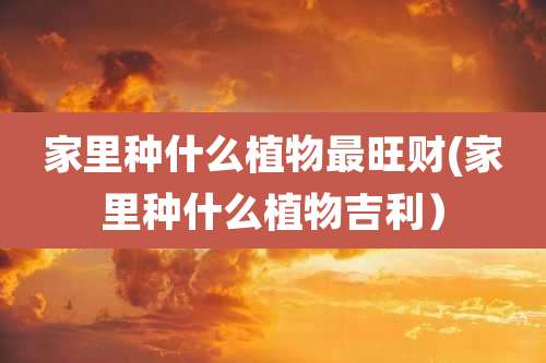 家里种什么植物最旺财(家里种什么植物吉利)
