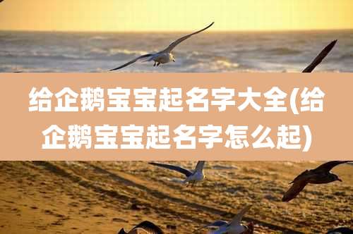 给企鹅宝宝起名字大全(给企鹅宝宝起名字怎么起)