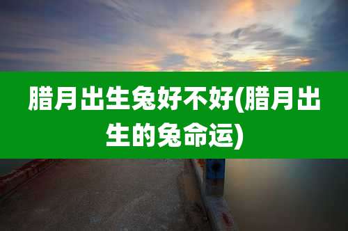 腊月出生兔好不好(腊月出生的兔命运)