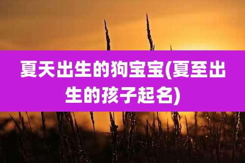 夏天出生的狗宝宝(夏至出生的孩子起名)