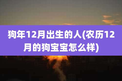 狗年12月出生的人(农历12月的狗宝宝怎么样)