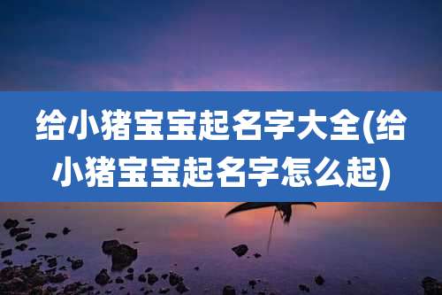 给小猪宝宝起名字大全(给小猪宝宝起名字怎么起)