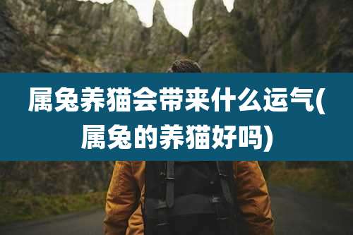 属兔养猫会带来什么运气(属兔的养猫好吗)