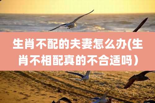 生肖不配的夫妻怎么办(生肖不相配真的不合适吗)