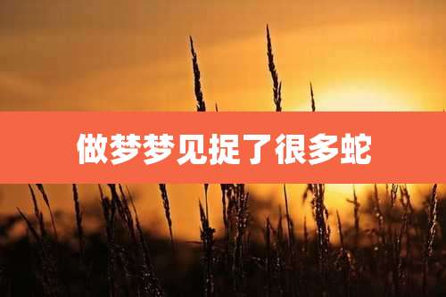 做梦梦见捉了很多蛇