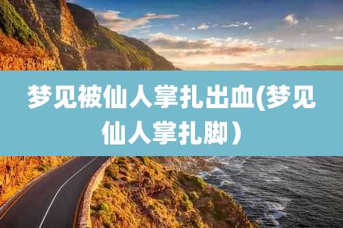 梦见被仙人掌扎出血(梦见仙人掌扎脚）