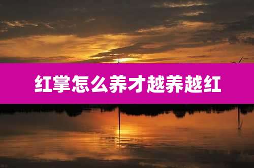 红掌怎么养才越养越红