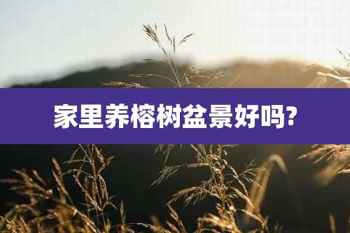 家里养榕树盆景好吗?