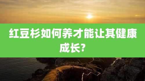 红豆杉如何养才能让其健康成长?