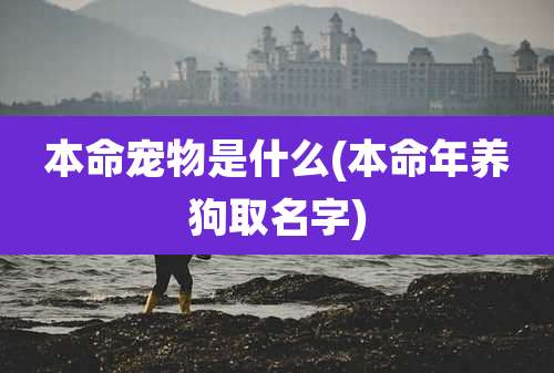 本命宠物是什么(本命年养狗取名字)