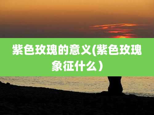 紫色玫瑰的意义(紫色玫瑰象征什么）