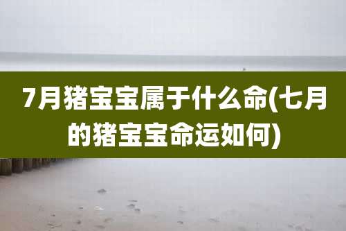 7月猪宝宝属于什么命(七月的猪宝宝命运如何)