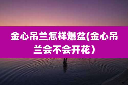 金心吊兰怎样爆盆(金心吊兰会不会开花)