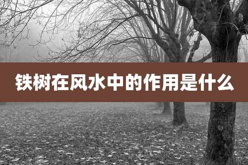 铁树在风水中的作用是什么