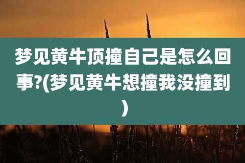 梦见黄牛顶撞自己是怎么回事?(梦见黄牛想撞我没撞到)
