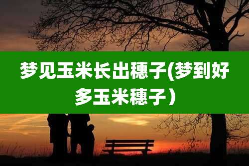 梦见玉米长出穗子(梦到好多玉米穗子)