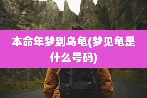 本命年梦到乌龟(梦见龟是什么号码)