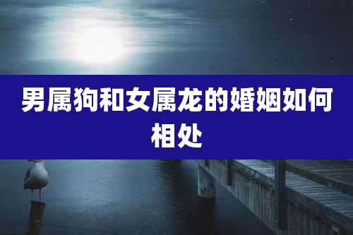 男属狗和女属龙的婚姻如何相处