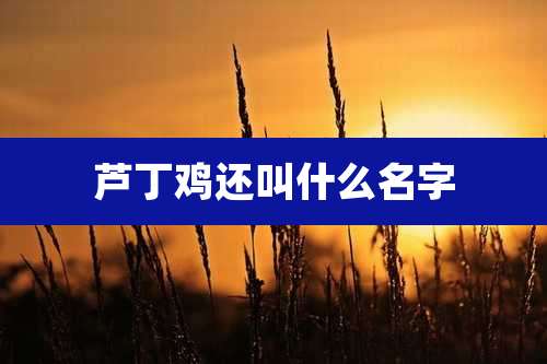 芦丁鸡还叫什么名字