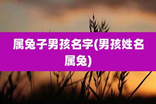 属兔子男孩名字(男孩姓名属兔)