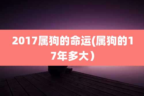 2017属狗的命运(属狗的17年多大)