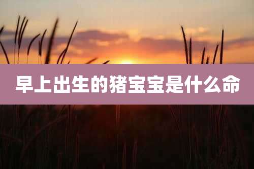 早上出生的猪宝宝是什么命