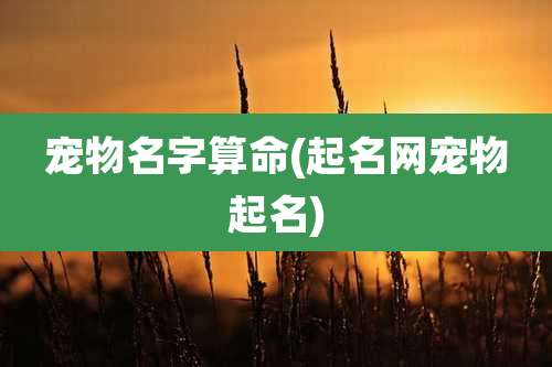 宠物名字算命(起名网宠物起名)