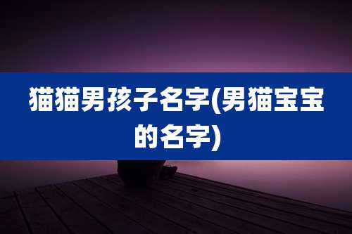 猫猫男孩子名字(男猫宝宝的名字)
