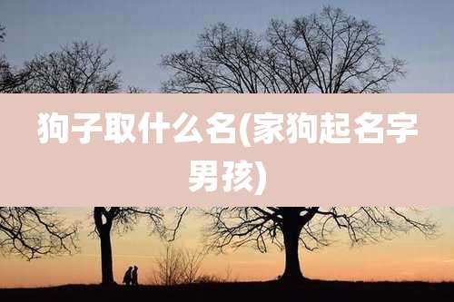 狗子取什么名(家狗起名字男孩)