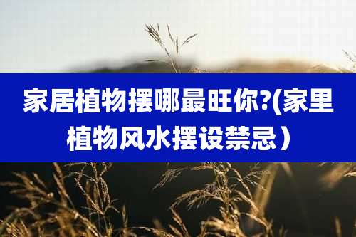 家居植物摆哪最旺你?(家里植物风水摆设禁忌）