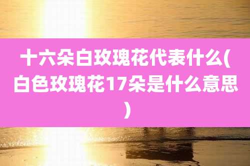十六朵白玫瑰花代表什么(白色玫瑰花17朵是什么意思）