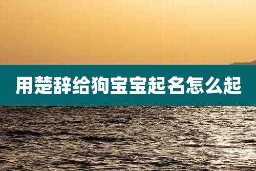 用楚辞给狗宝宝起名怎么起