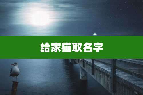 给家猫取名字