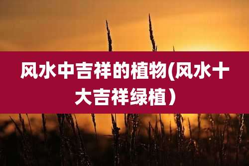 风水中吉祥的植物(风水十大吉祥绿植）