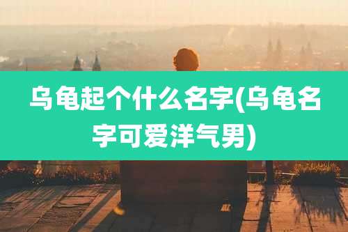 乌龟起个什么名字(乌龟名字可爱洋气男)
