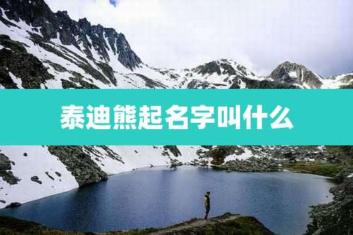 泰迪熊起名字叫什么