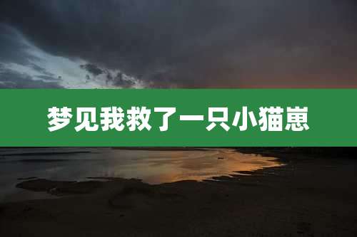 梦见我救了一只小猫崽