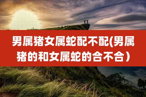 男属猪女属蛇配不配(男属猪的和女属蛇的合不合）