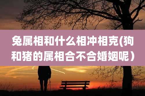 兔属相和什么相冲相克(狗和猪的属相合不合婚姻呢)