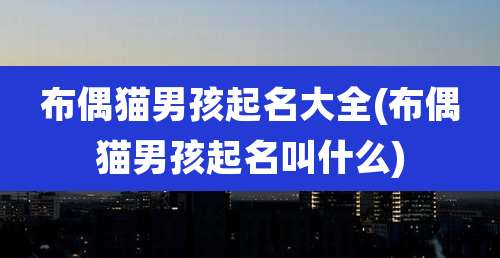 布偶猫男孩起名大全(布偶猫男孩起名叫什么)