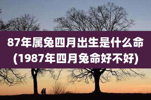 87年属兔四月出生是什么命(1987年四月兔命好不好)