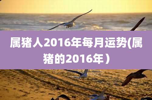 属猪人2016年每月运势(属猪的2016年）