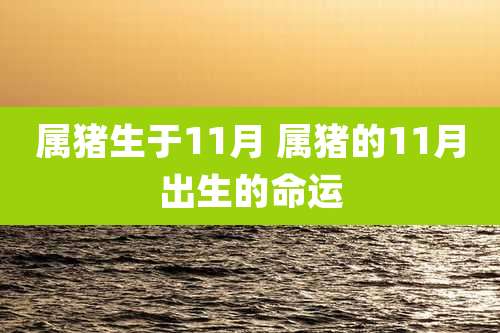 属猪生于11月 属猪的11月出生的命运